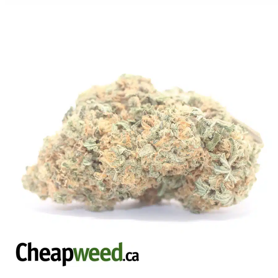 Chimera - *Deal Of The Day*