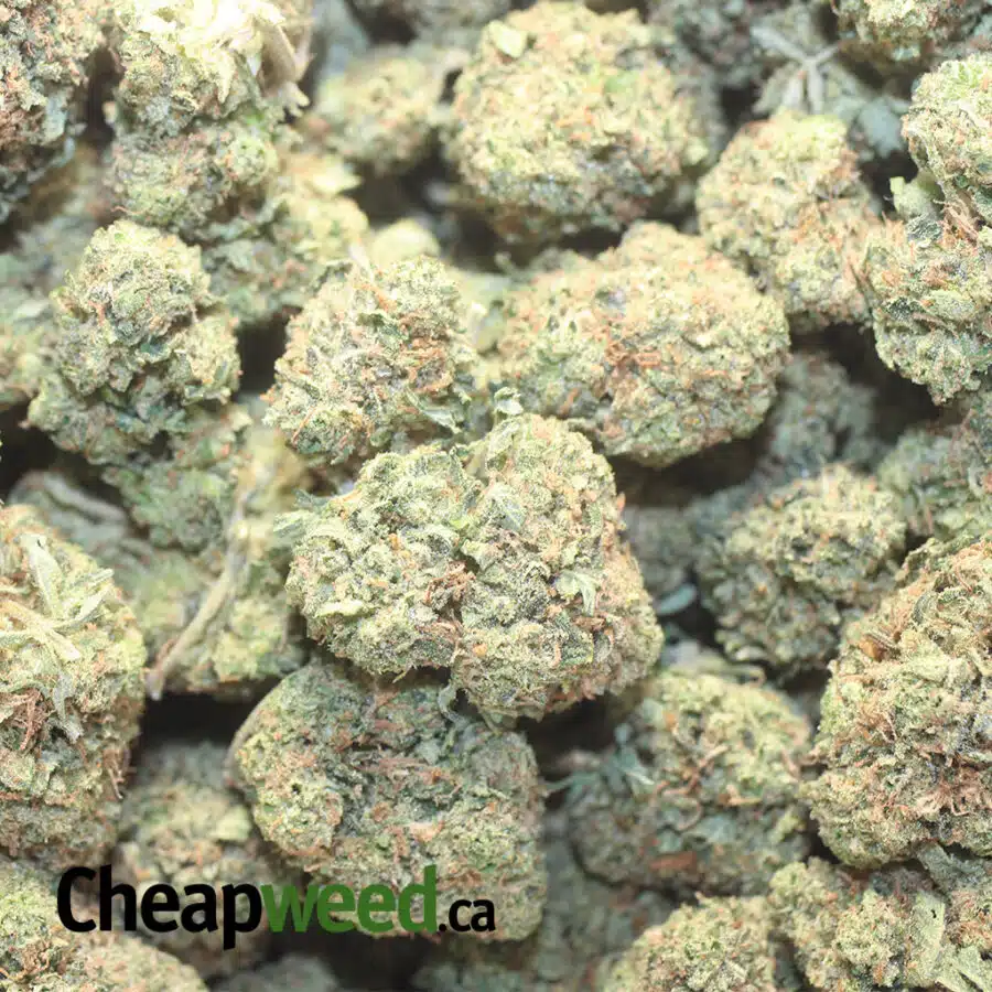L WRECK OG 1 I Lindsay Wreck OG