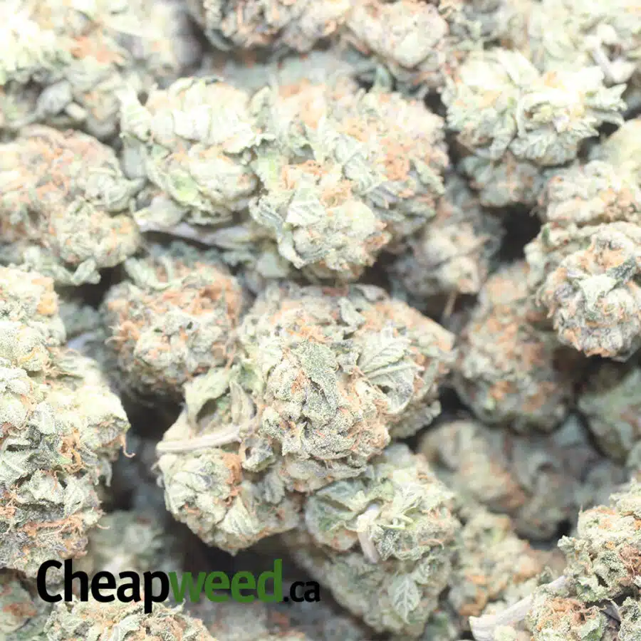 MASTER YODA OG 1 I Master Yoda OG
