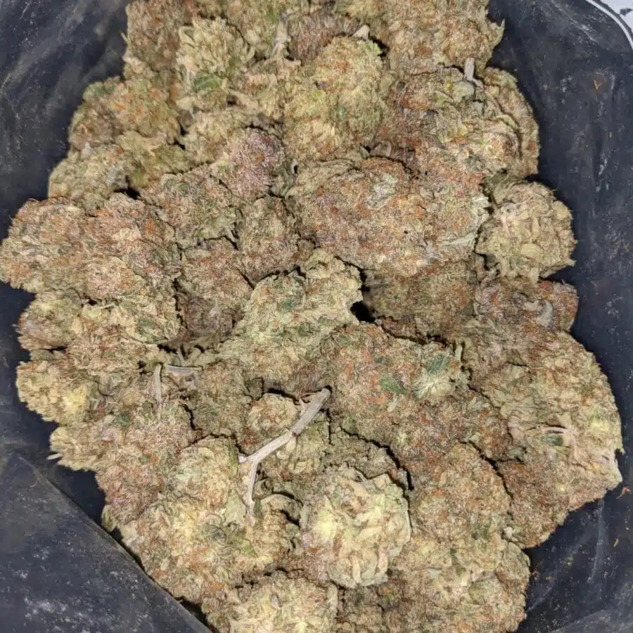 Alternative view of Mimosa Cookies