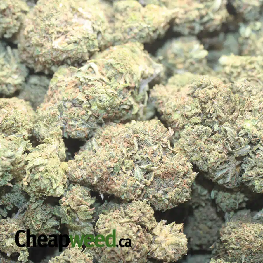 OG WRECK DOD 1 I OG Wreck - *Deal Of The Day*