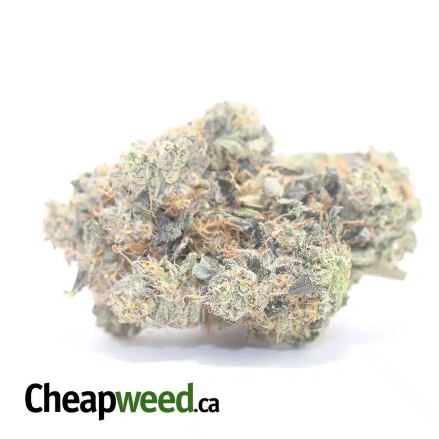 Platinum Rockstar