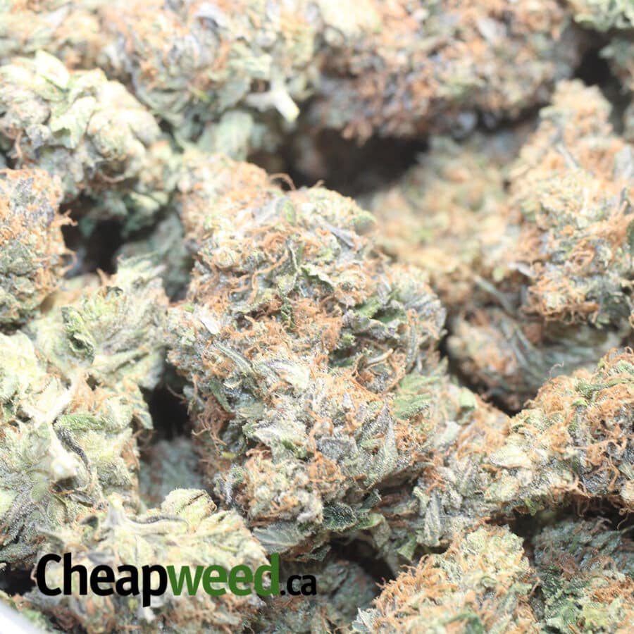 RSMK 1 I Master Rockstar Kush