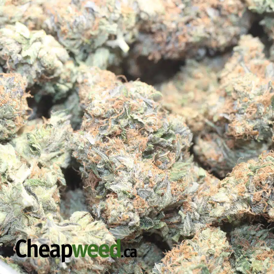 RSMK 1 I Master Rockstar Kush