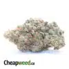 Master Rockstar Kush