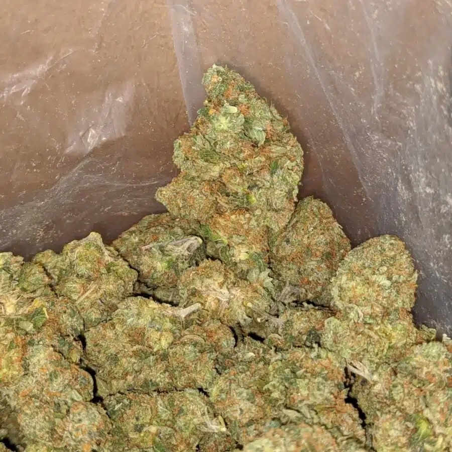 Rock bud 1 I Rock bud