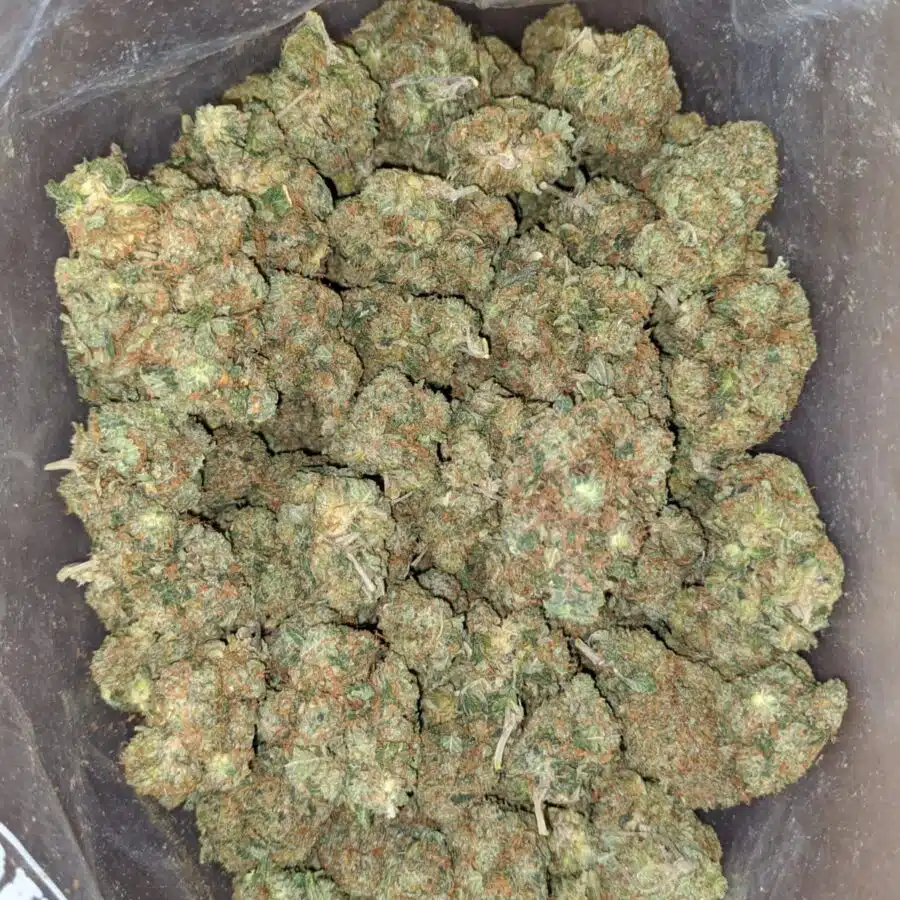 Rock bud 3 I Rock bud