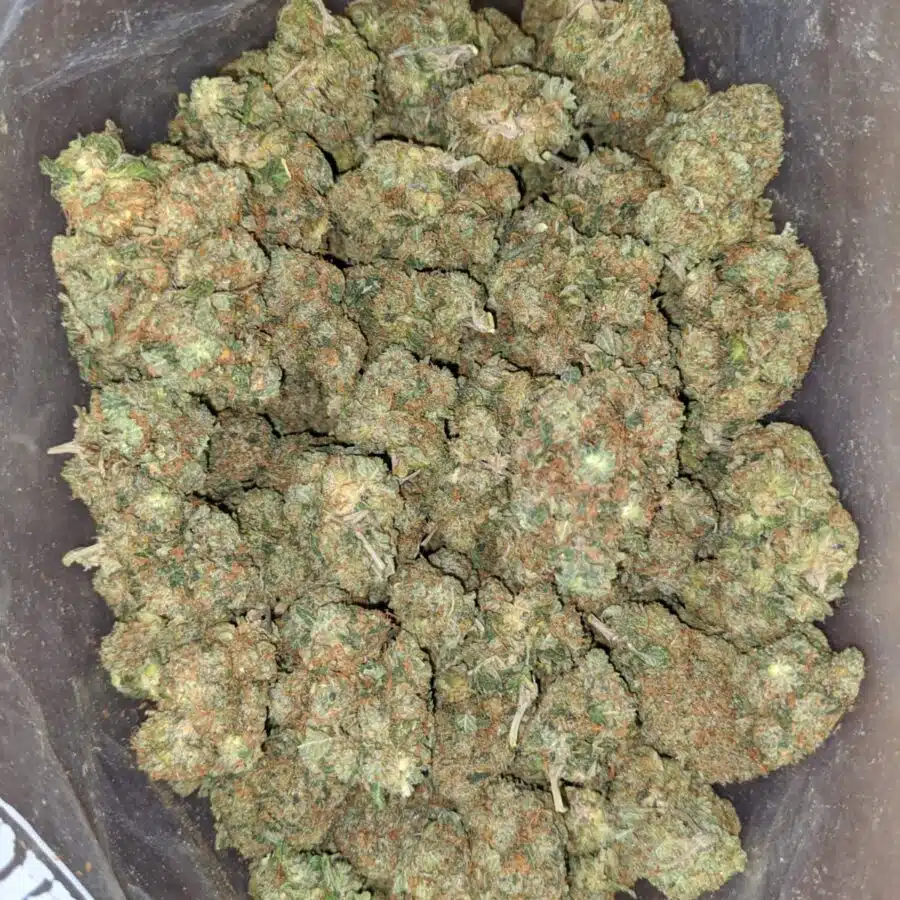 Rock bud 4 I Rock bud