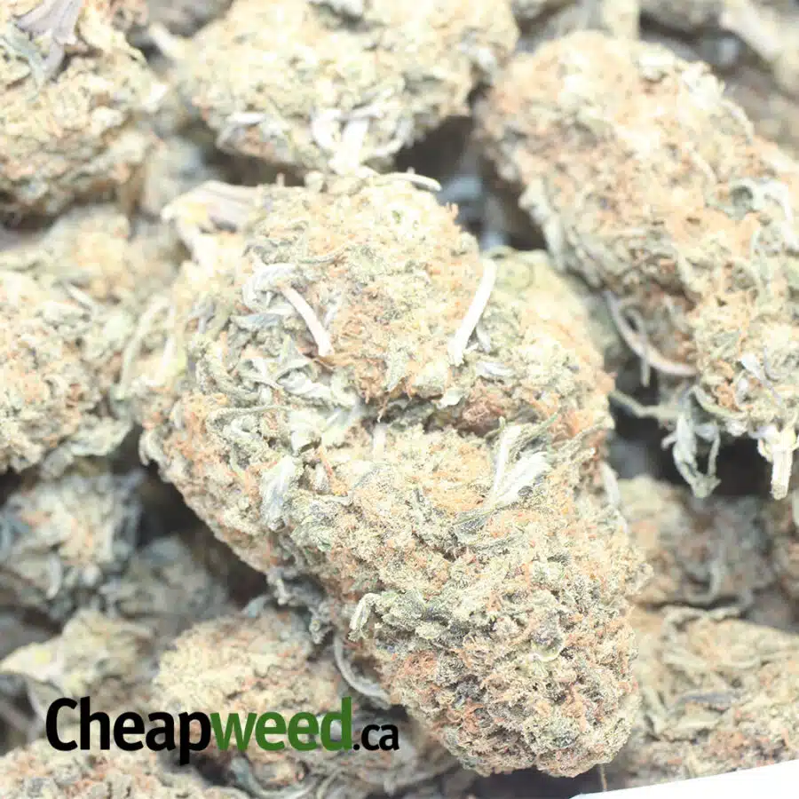 SUGAR COOKIES 1 I $ 62 Oz - Sugar Cookies