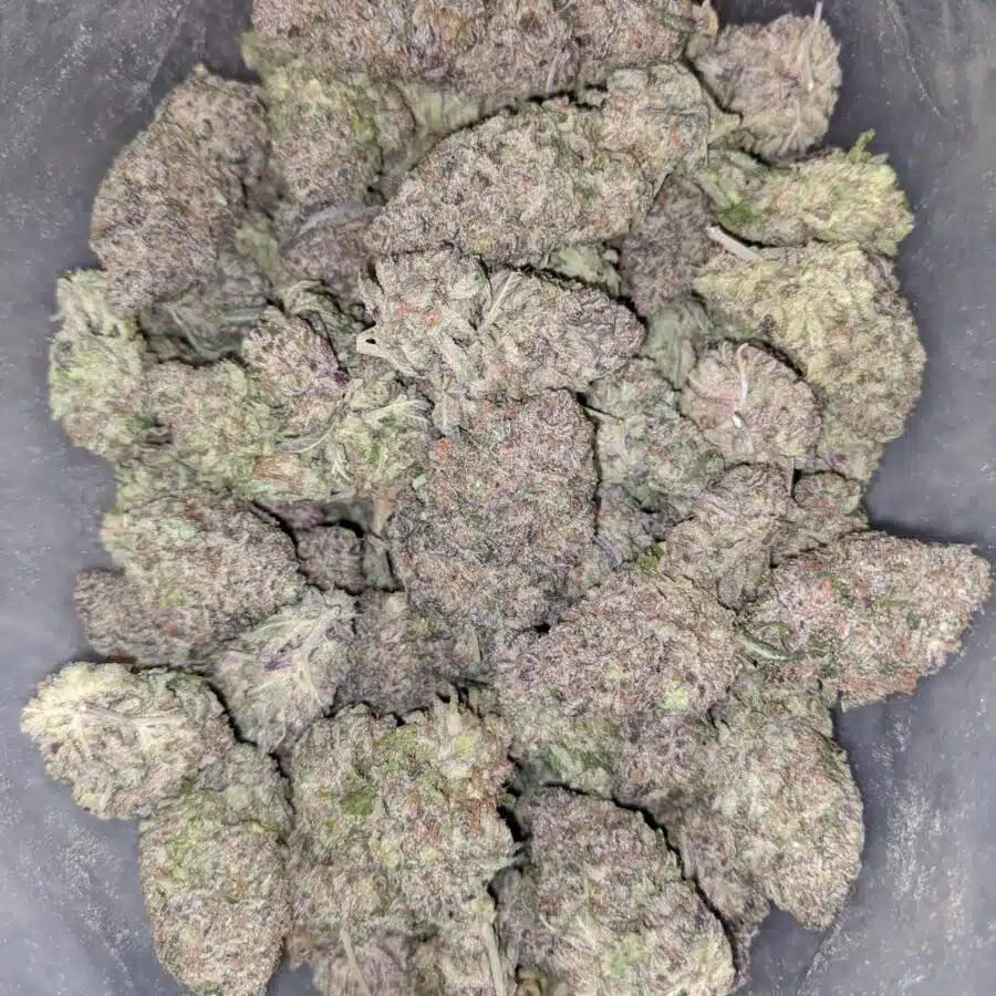 WhatsApp Image 2024 02 22 at 1.46.59 PM 1 I Purple Berry