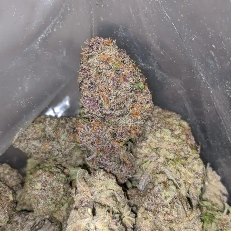 WhatsApp Image 2024 02 22 at 1.46.59 PM 2 I Purple Berry