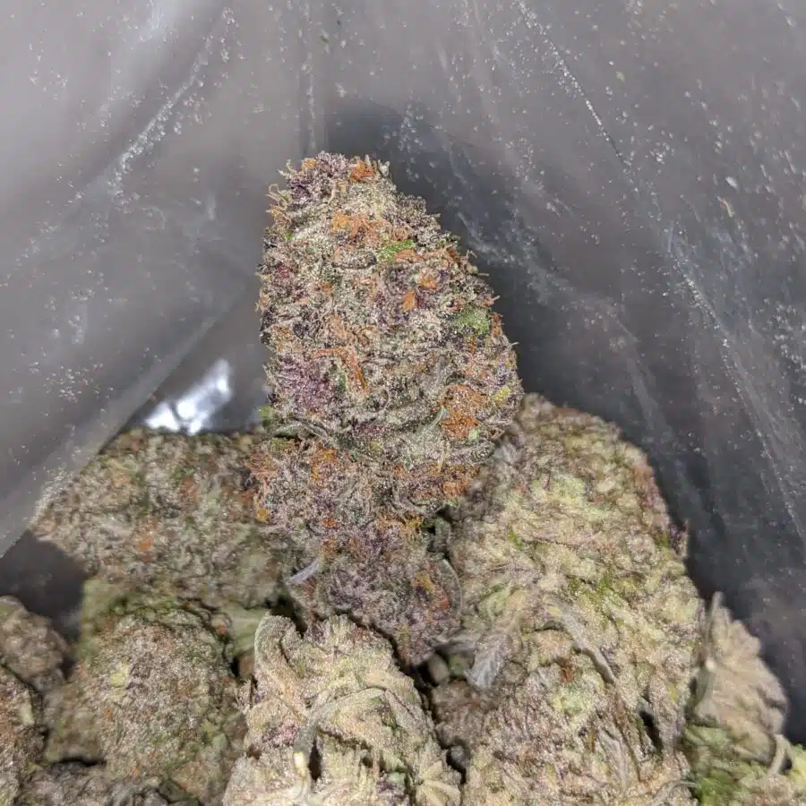 WhatsApp Image 2024 02 22 at 1.46.59 PM 3 I Purple Berry