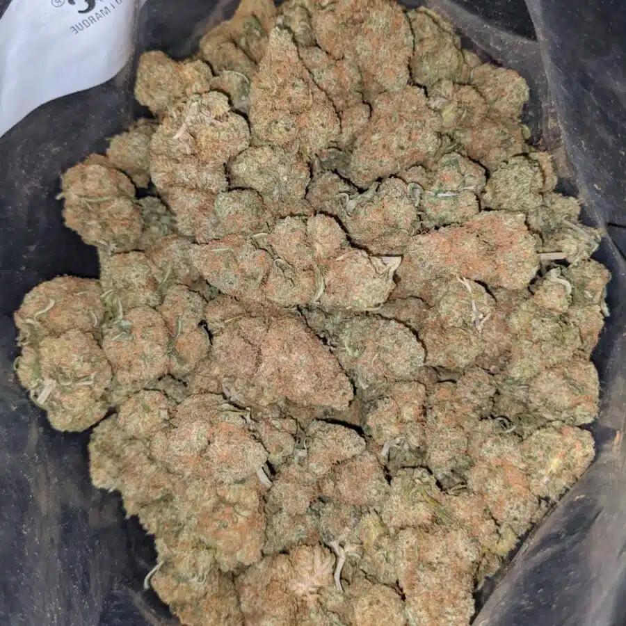 berry gelato smalls deal of the day 1 I Berry Gelato (Smalls) - *Deal Of The Day*