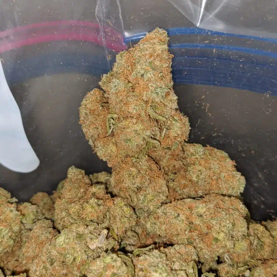berry gelato smalls deal of the day 3 I Berry Gelato (Smalls) - *Deal Of The Day*