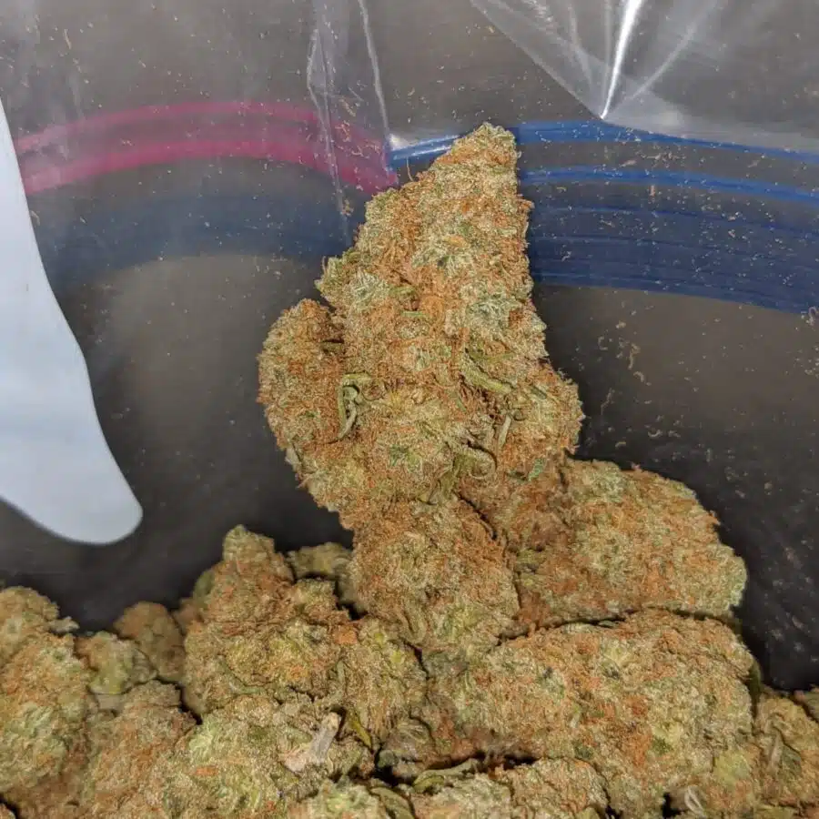 berry gelato smalls deal of the day 4 I Berry Gelato (Smalls) - *Deal Of The Day*