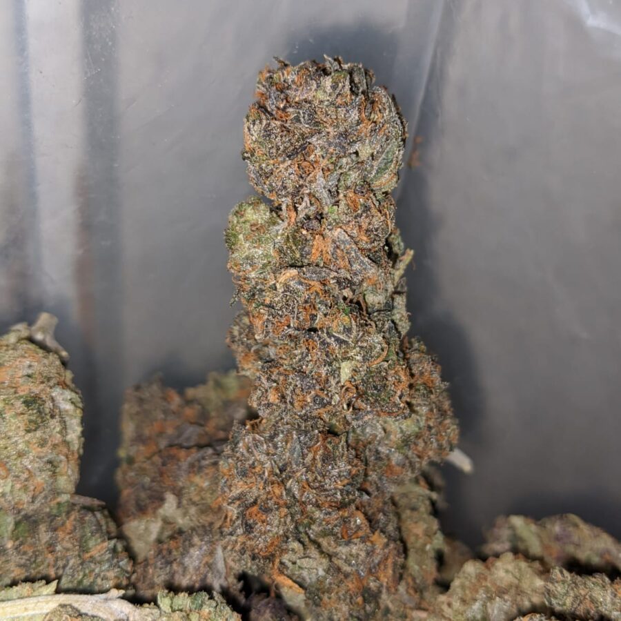 Purple Kandy - Image 7