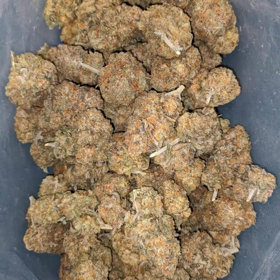 cactus breath 1 I Cactus Breath