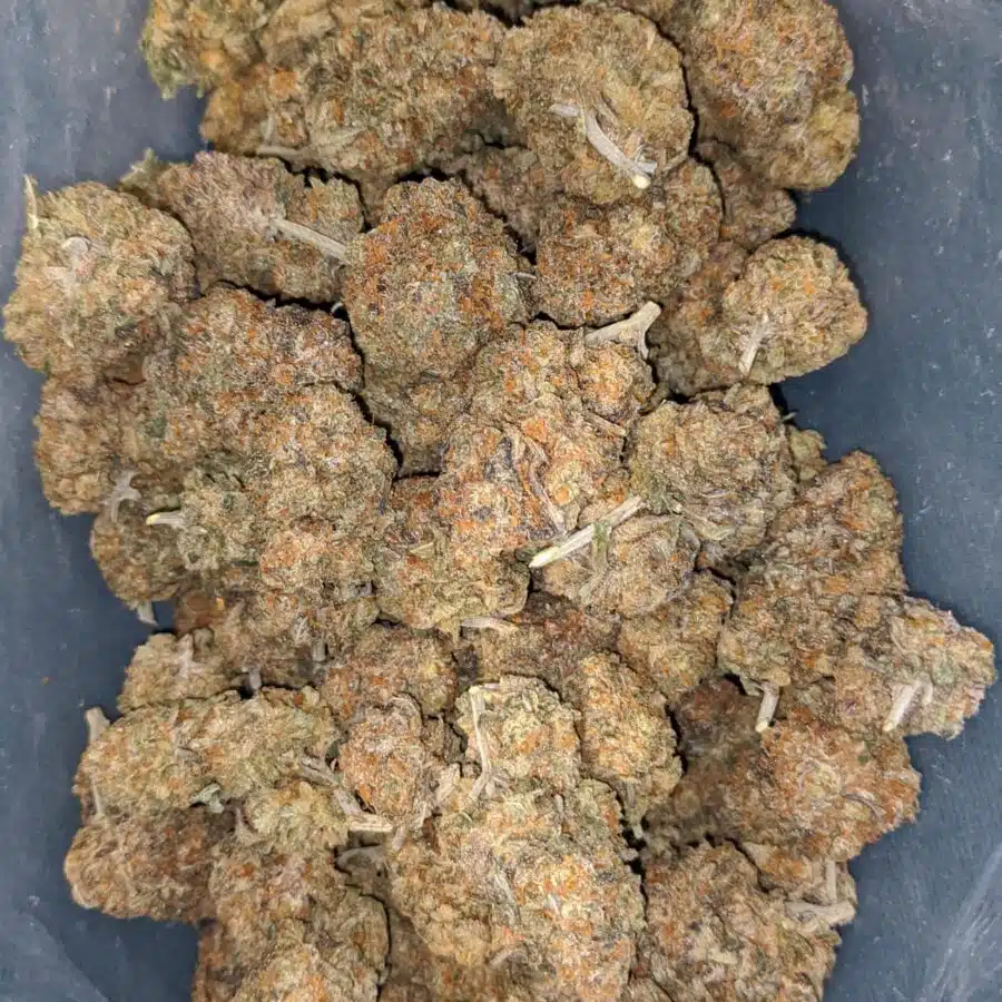 cactus breath 2 I Cactus Breath
