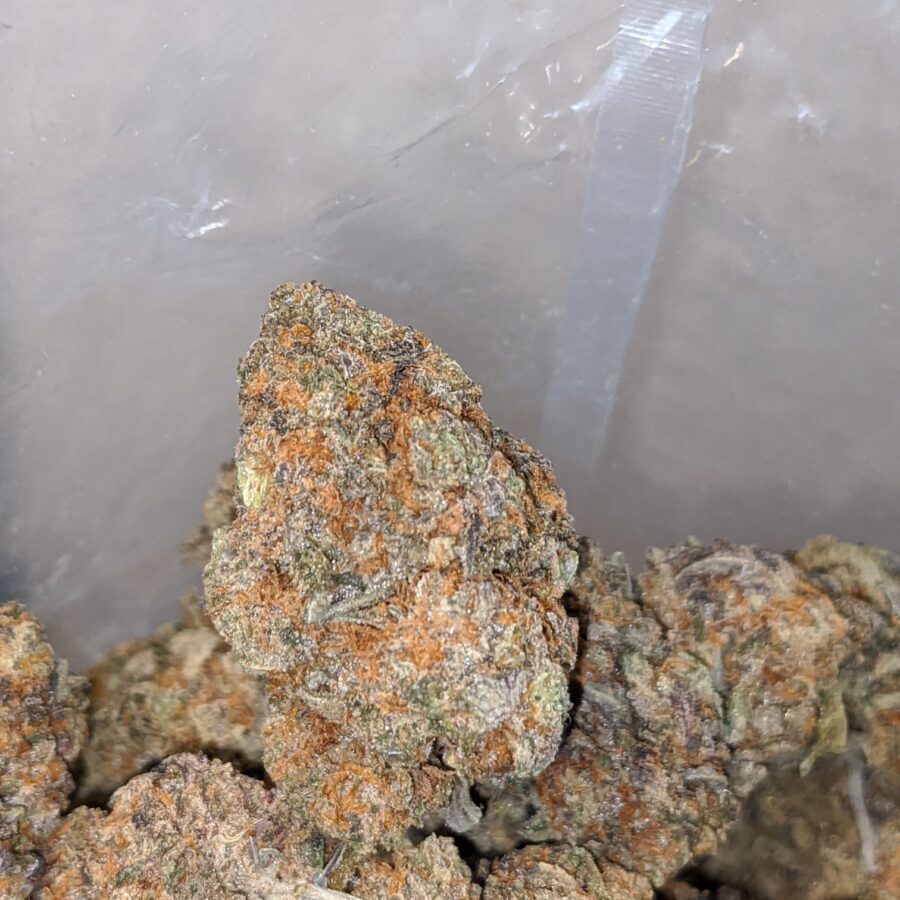 Cactus Breath - Image 7