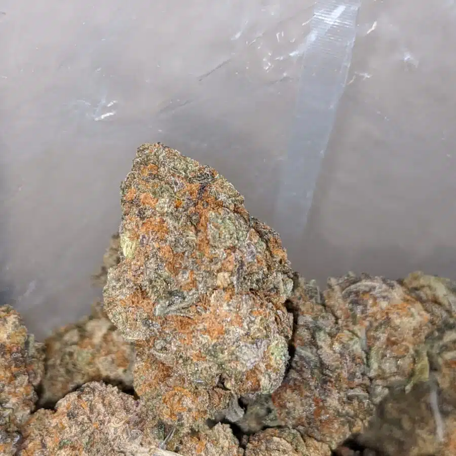 cactus breath 3 I Cactus Breath