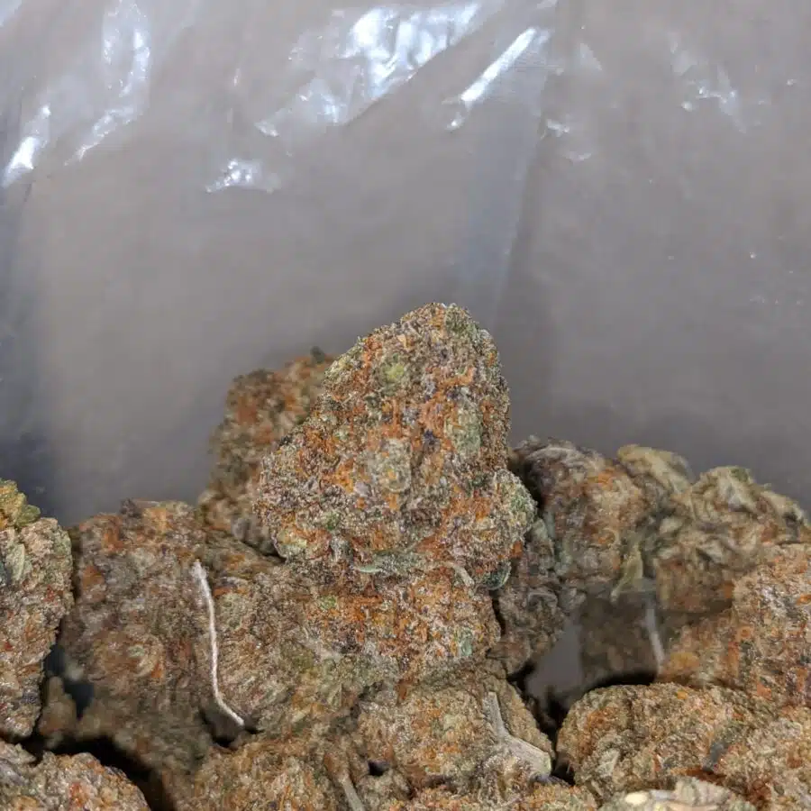 cactus breath 4 I Cactus Breath