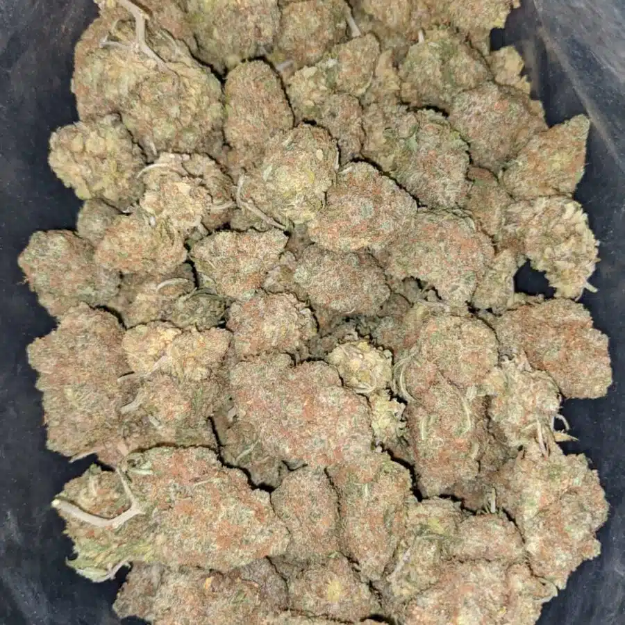 do si gelato 1 I Gelato