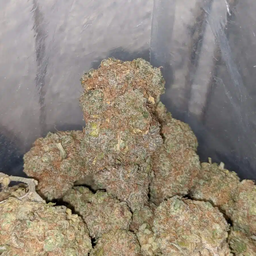 do si gelato 3 I Gelato