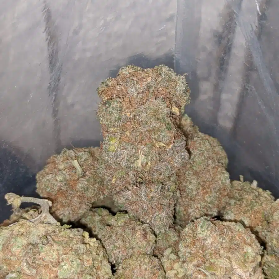 do si gelato 4 I Gelato