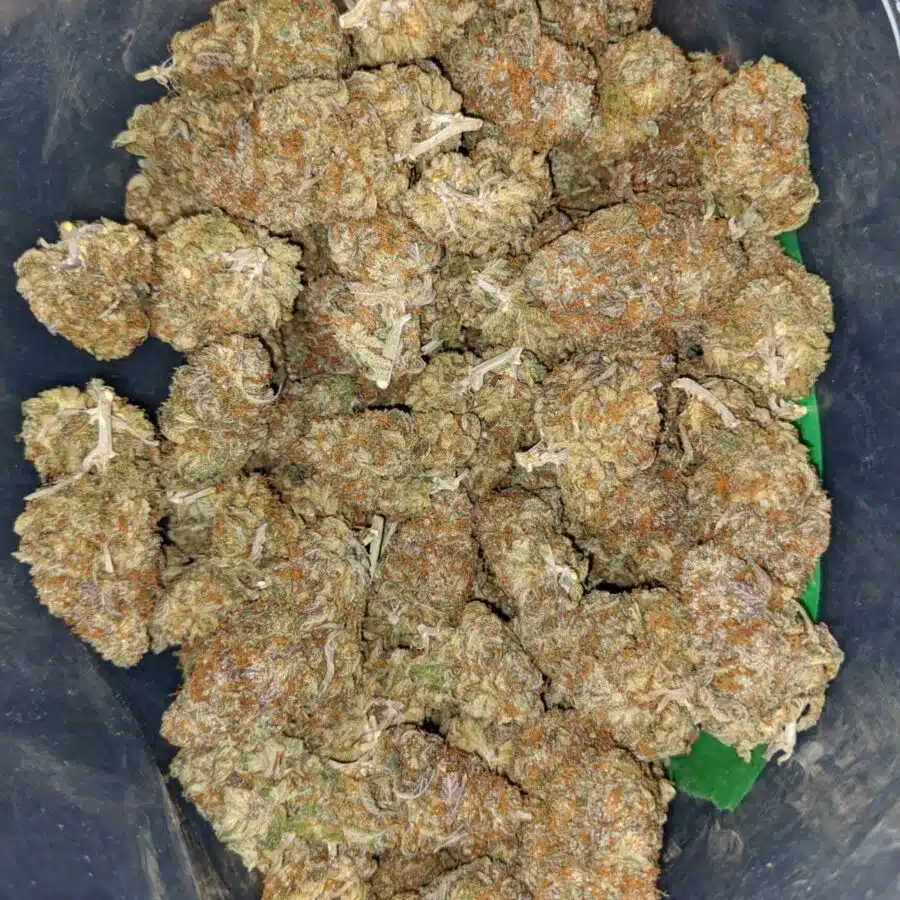 dosi pie 1 I DoSi Pie
