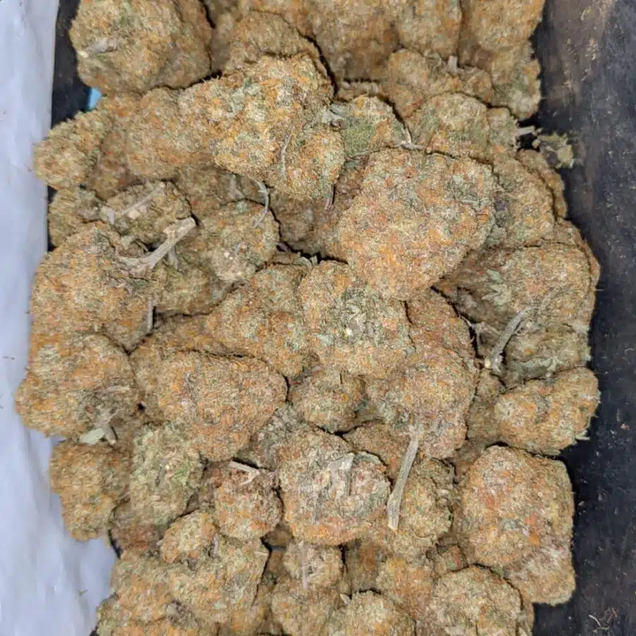 orange bud deal of the day 1 I Orange Bud - *Deal Of The Day*
