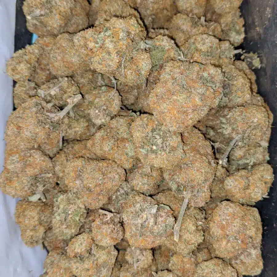 orange bud deal of the day 2 I Orange Bud - *Deal Of The Day*