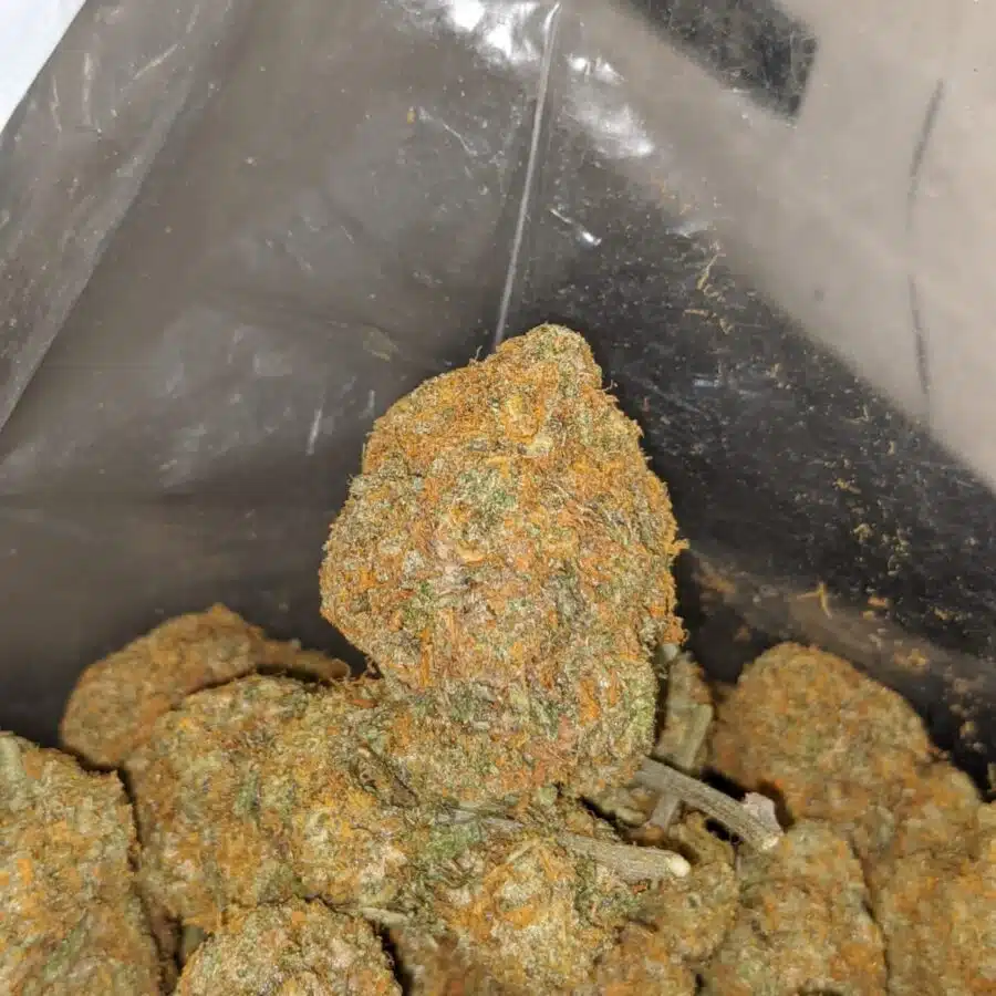 orange bud deal of the day 3 I Orange Bud - *Deal Of The Day*