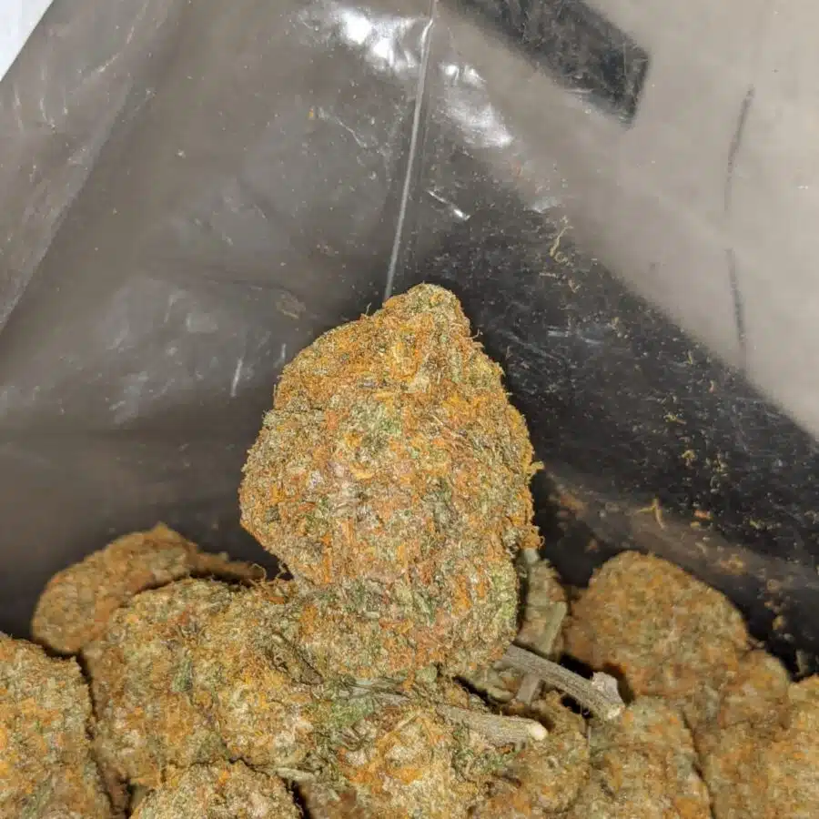 orange bud deal of the day 4 I Orange Bud - *Deal Of The Day*