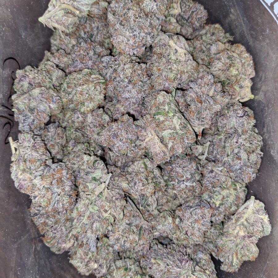 platinum gorilla pink 2 1 I Platinum Gorilla Pink