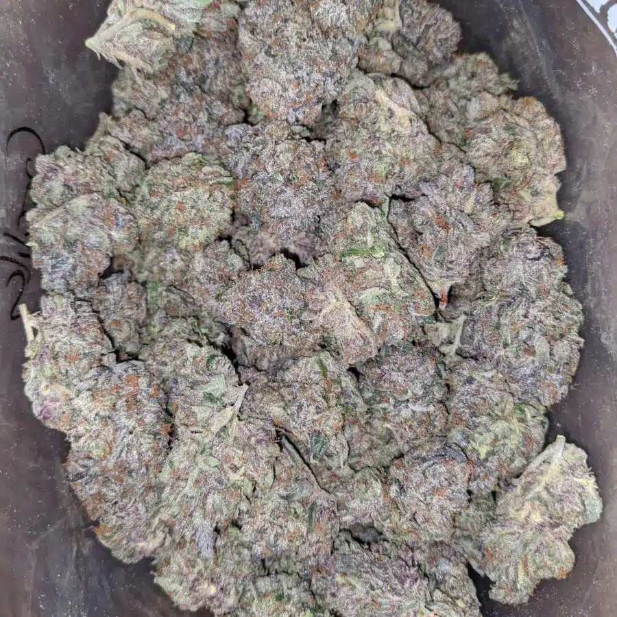 platinum gorilla pink 2 1 I Platinum Gorilla Pink