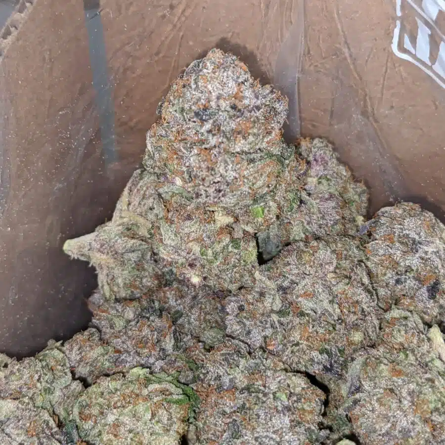 platinum gorilla pink 3 1 I Platinum Gorilla Pink