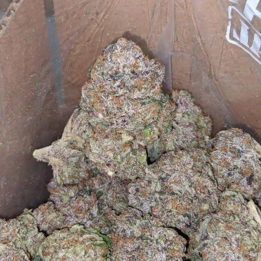 platinum gorilla pink 4 1 I Platinum Gorilla Pink