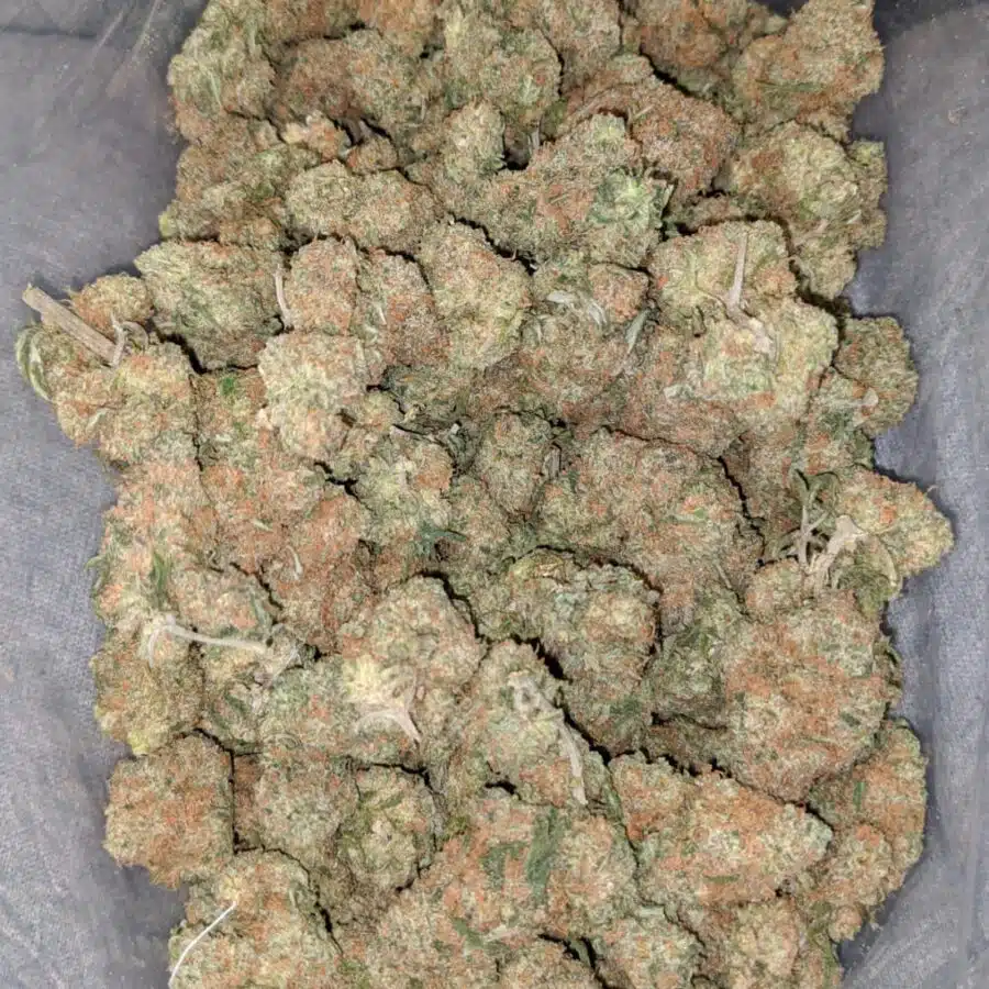 Alternative view of $ 69 Oz - Gelato 45