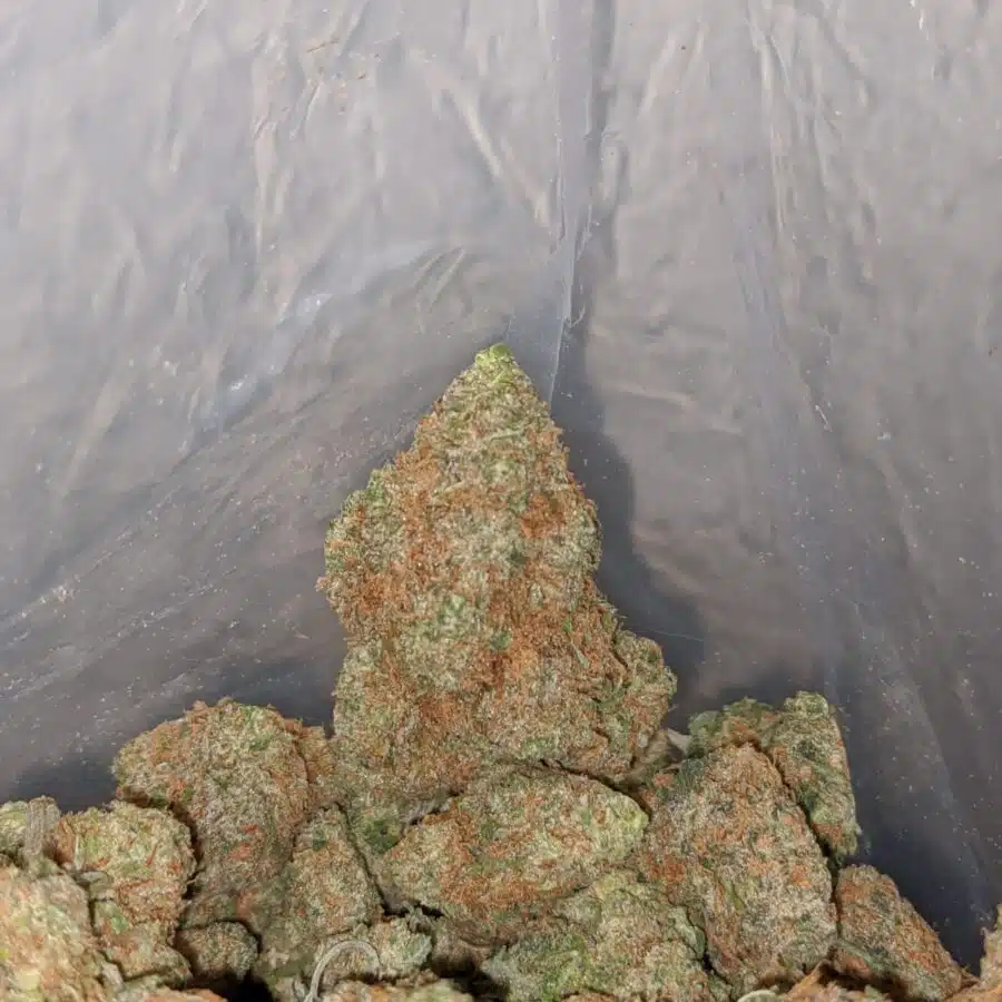 very berry smalls 3 I $ 69 Oz - Gelato 45