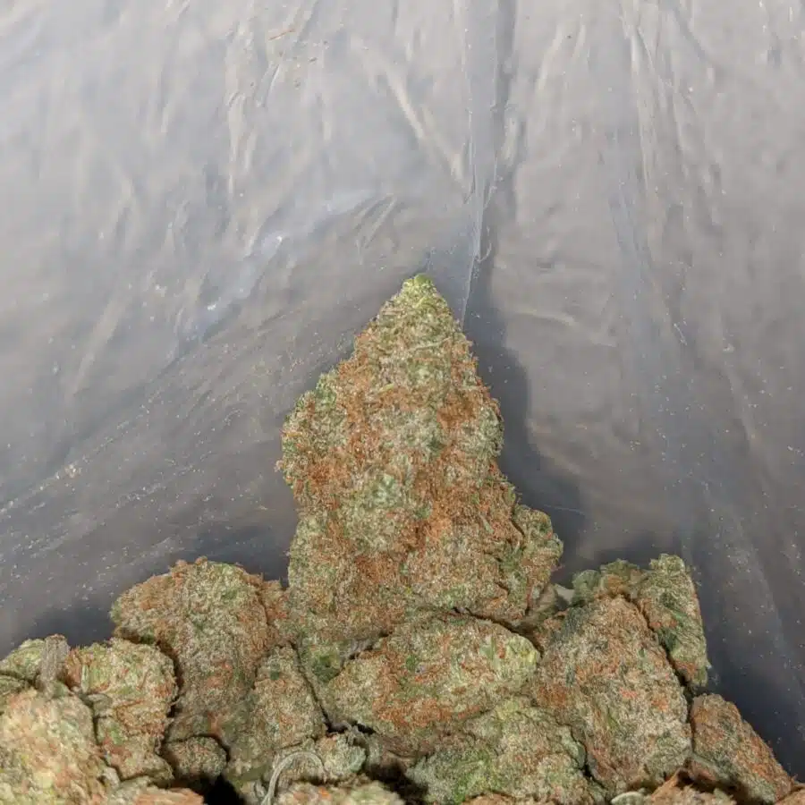 very berry smalls 4 I $ 69 Oz - Gelato 45