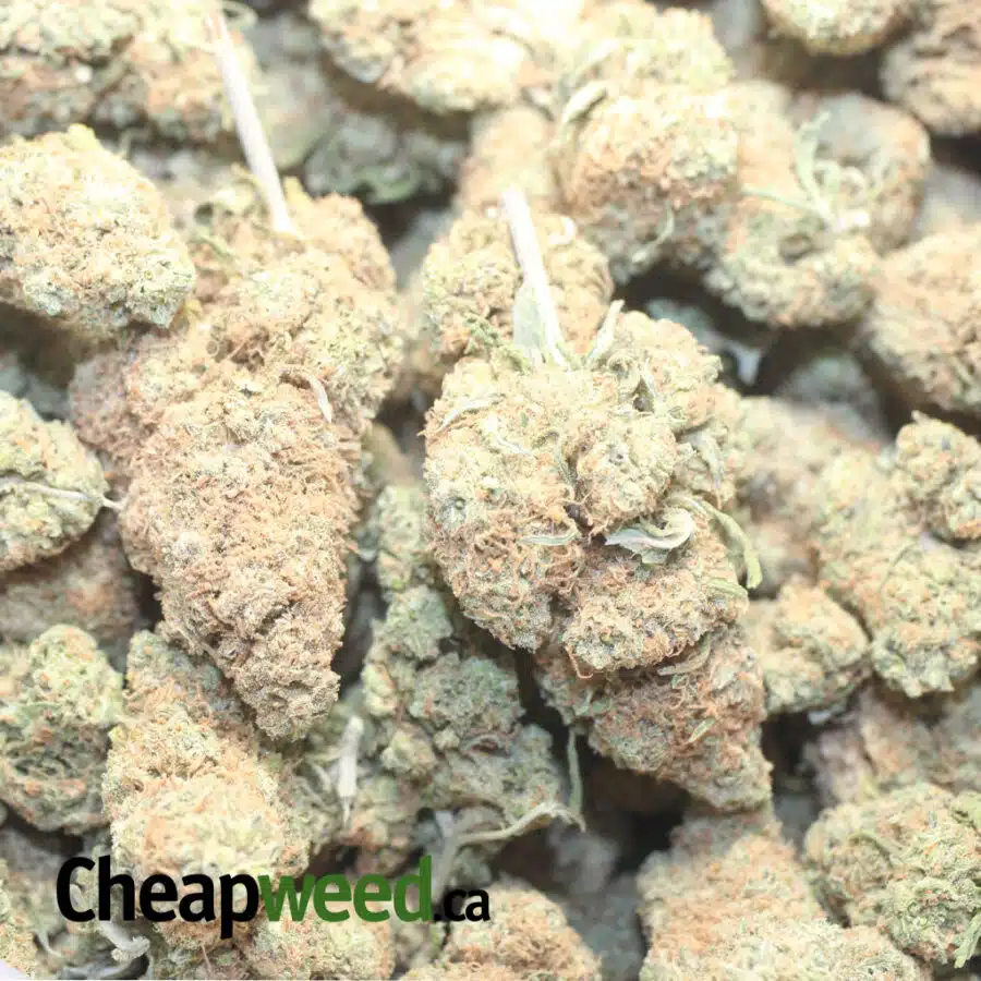 B GELATO DOD 1 I Berry Gelato (Smalls) - *Deal Of The Day*