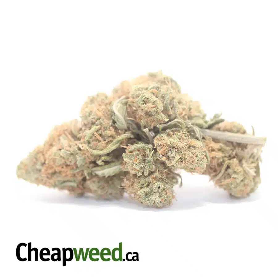 Berry Gelato (Smalls) - *Deal Of The Day*