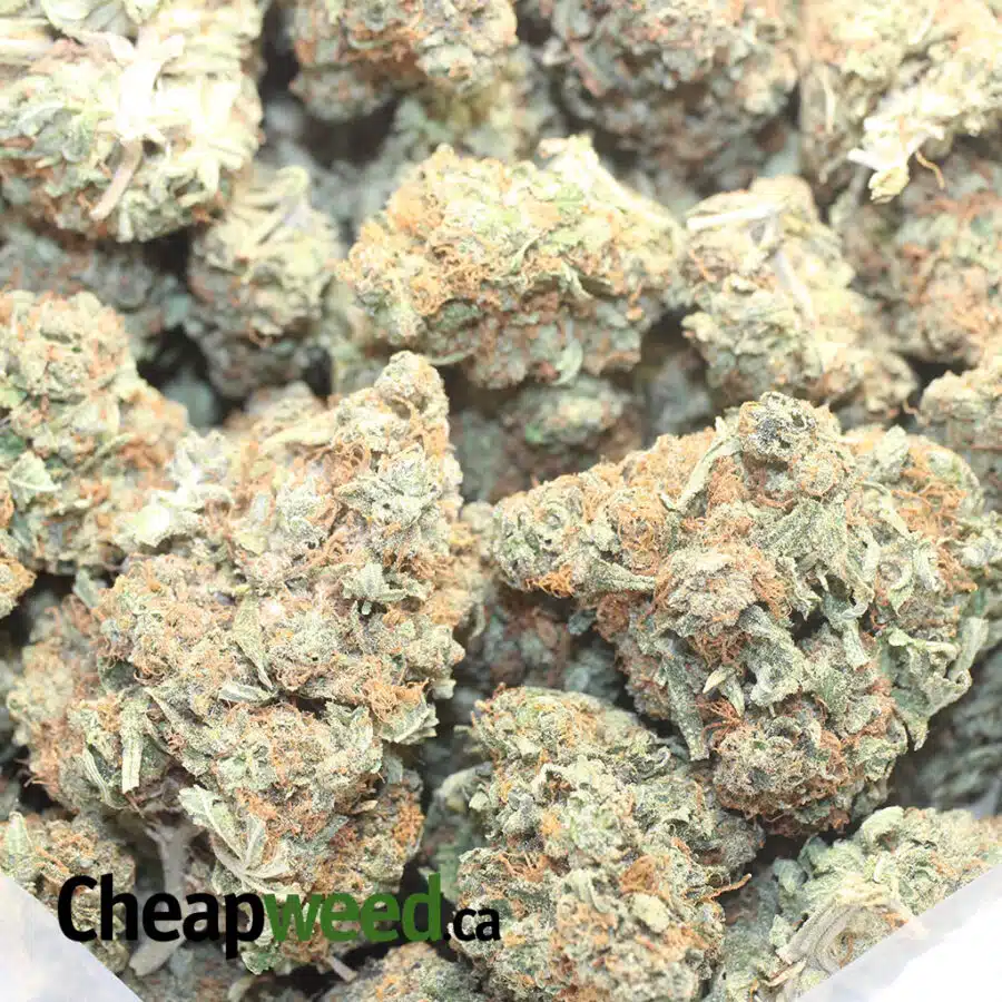 C GOLD 1 I Columbian Gold