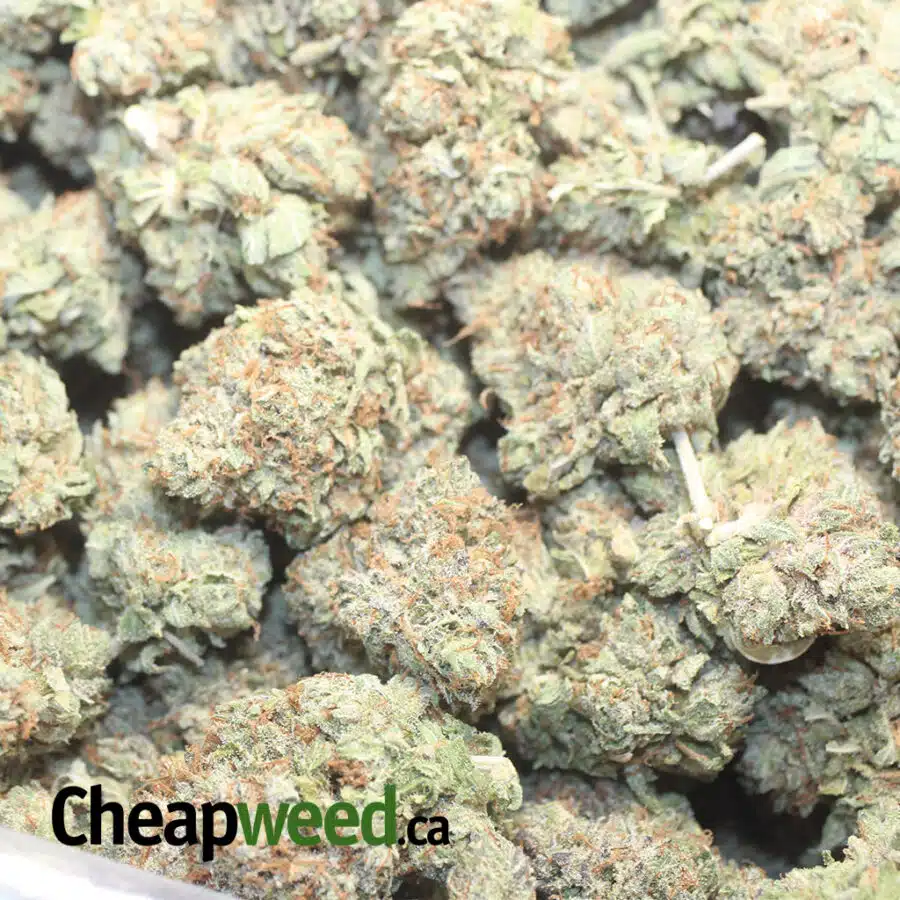 ICE KUSH 1 I Ice Kush