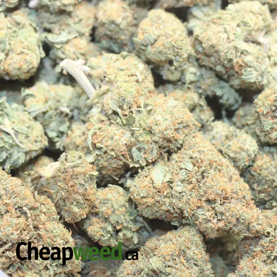 JF KUSH 1 I Jetfuel Kush