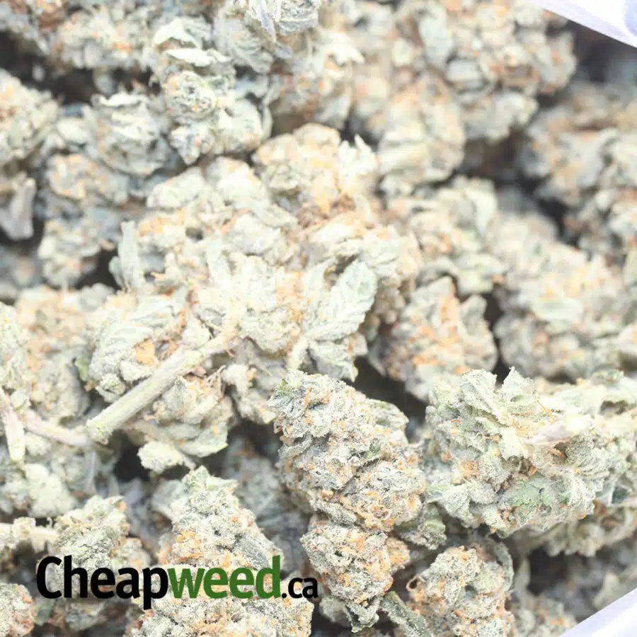 L OG DOD 1 I Larry OG - *Deal Of The Day*
