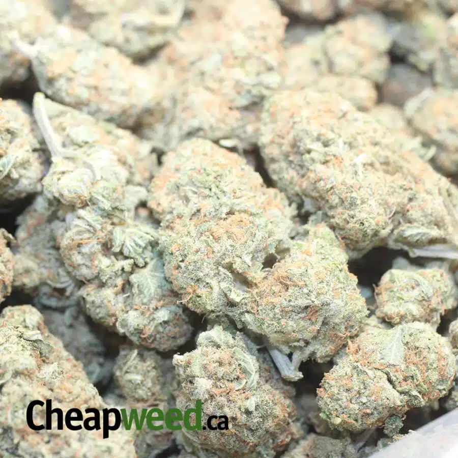 MANGO C 1 I $65 Oz - Mango Cookies