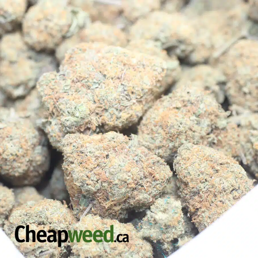 O BUD DOD 1 I Orange Bud - *Deal Of The Day*