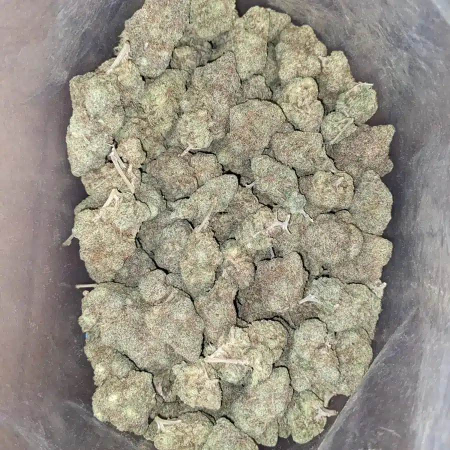 Pineapple skunk 1 I Pineapple Skunk