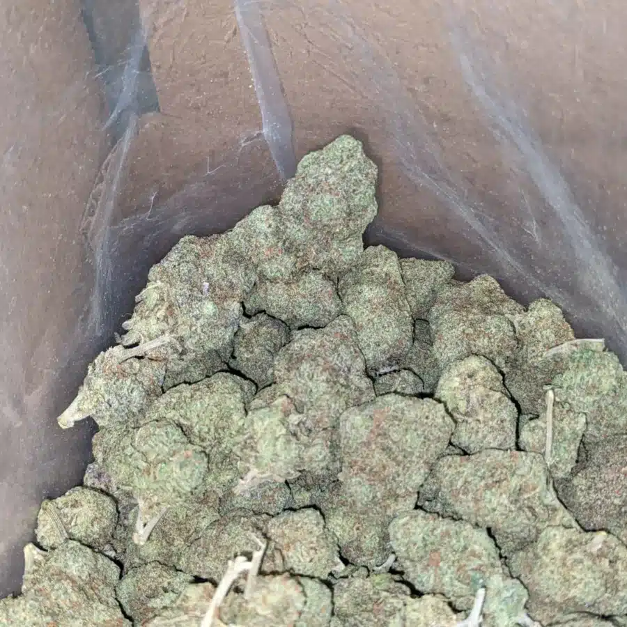 Pineapple skunk 2 I Pineapple Skunk